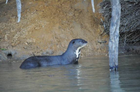 Ariranha na orla do rio Cuiabá, região de Porto Jofre, no final da rodovia Transpantaneira, no Pantanal Norte, no Mato Grosso